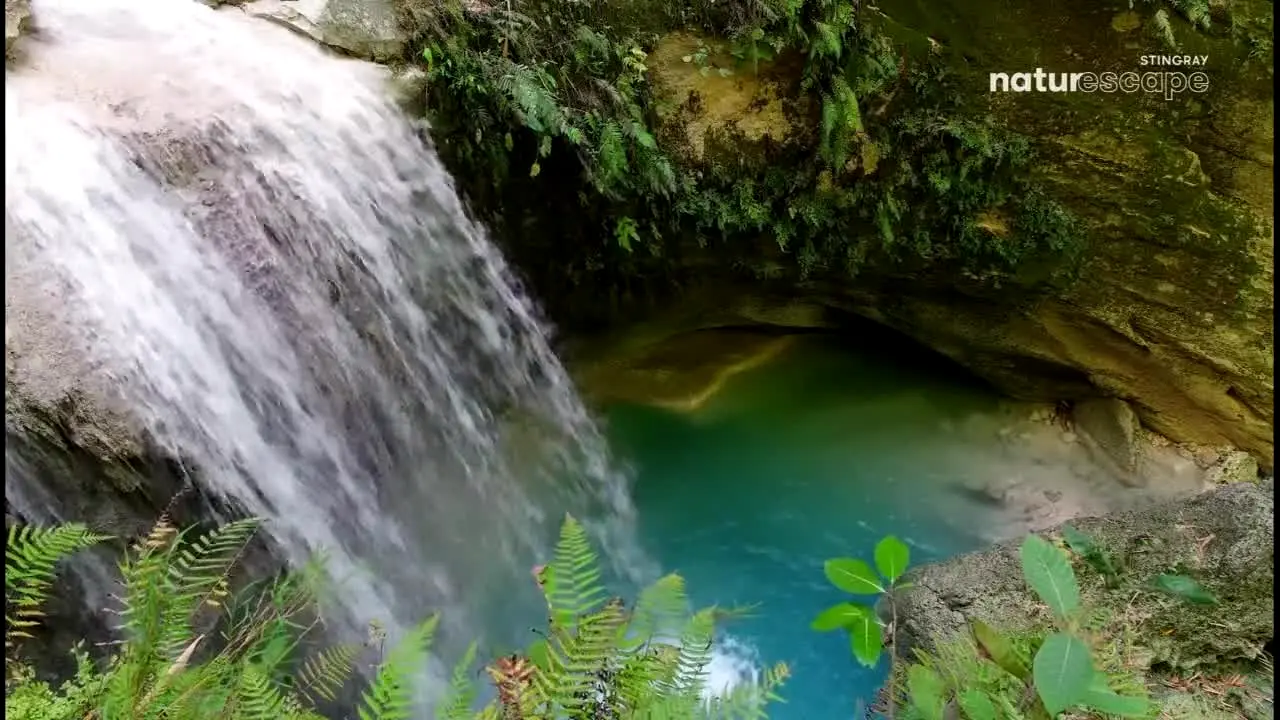 Stingray Naturescape en direct