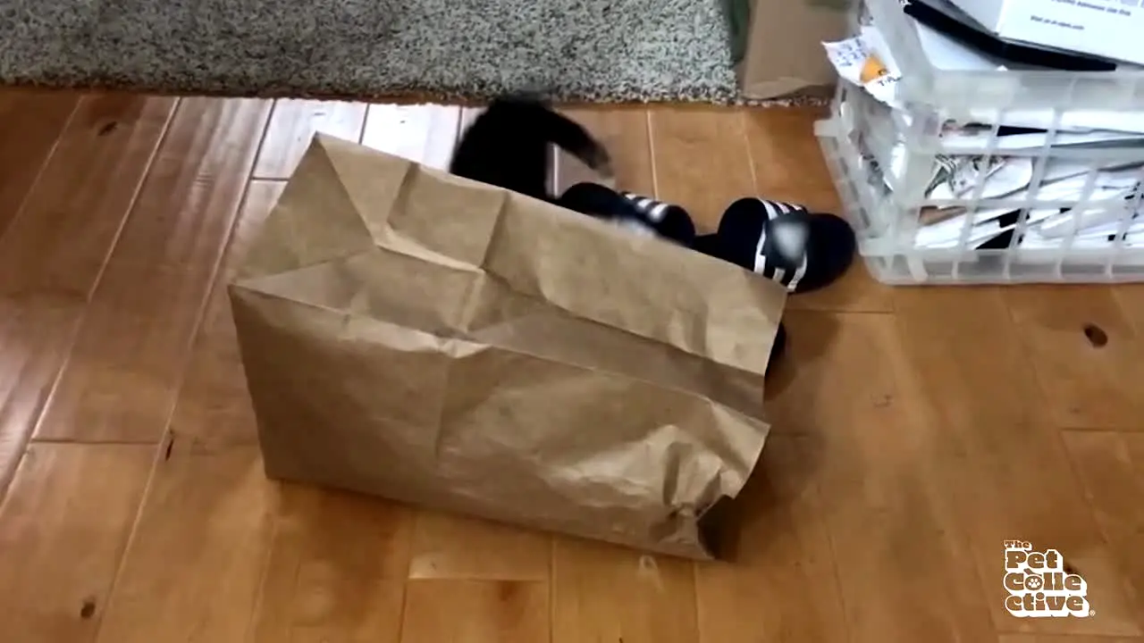 The Pet Collective live