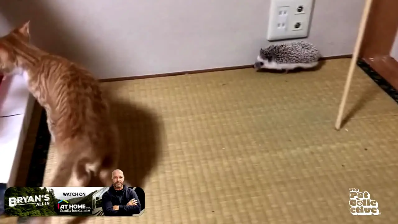 The Pet Collective live