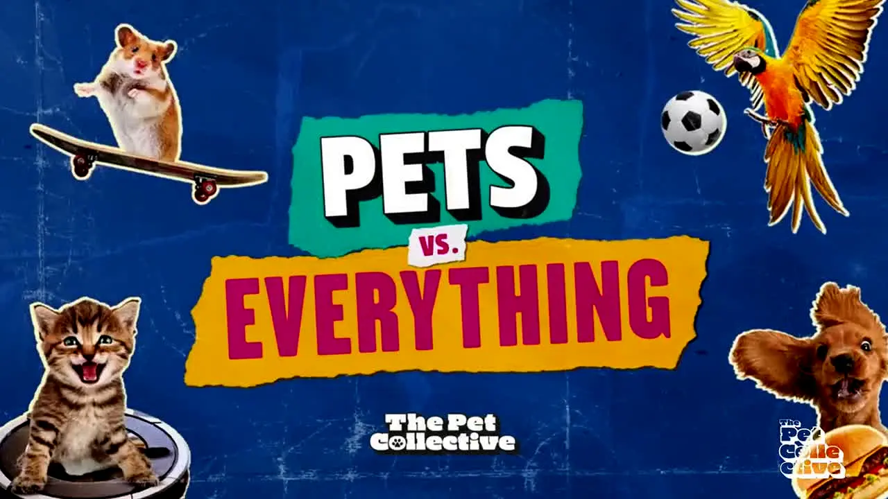 The Pet Collective en direct