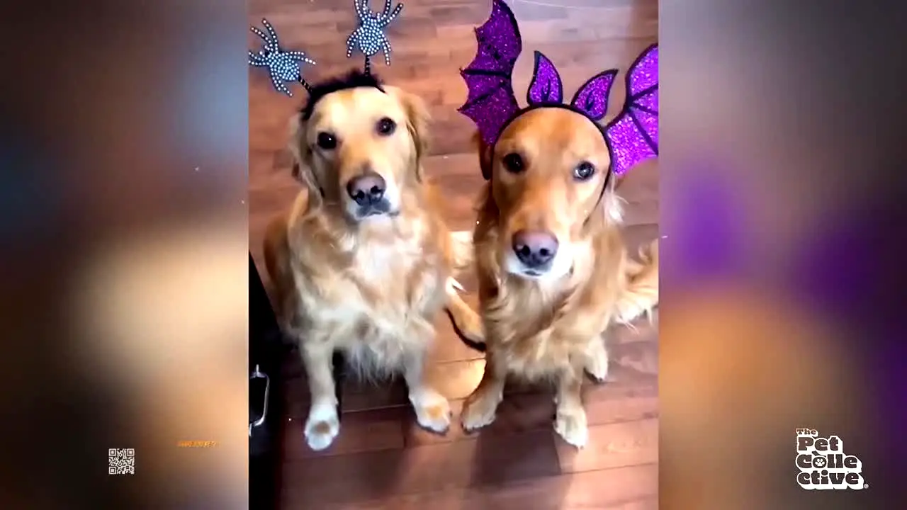 The Pet Collective — прямой эфир