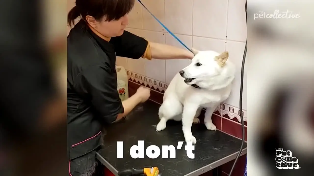 The Pet Collective live