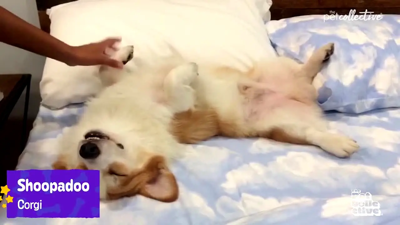 The Pet Collective in diretta