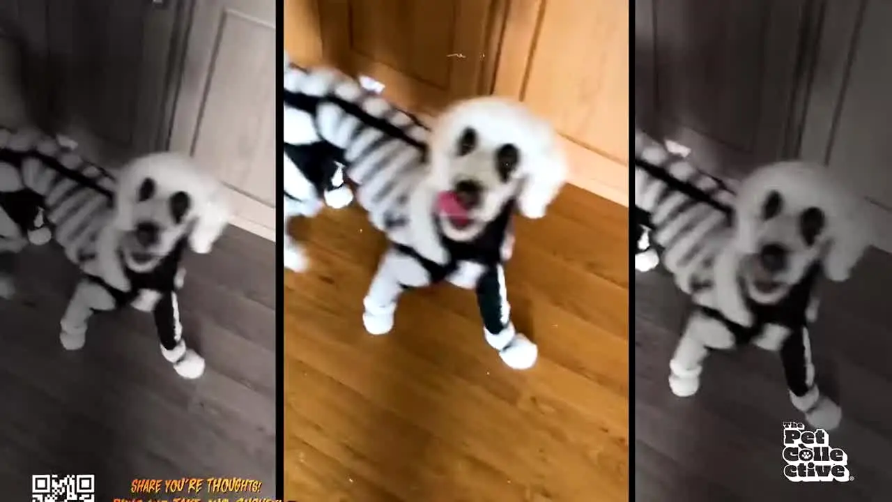 The Pet Collective live