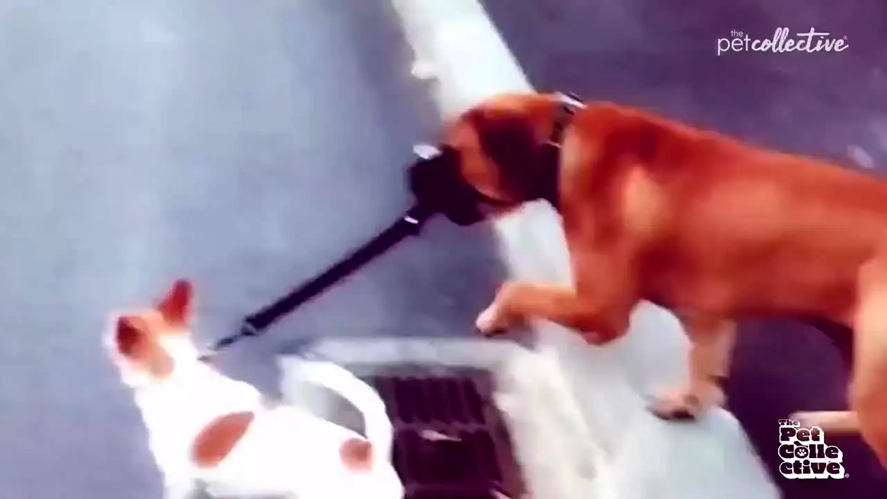 The Pet Collective live