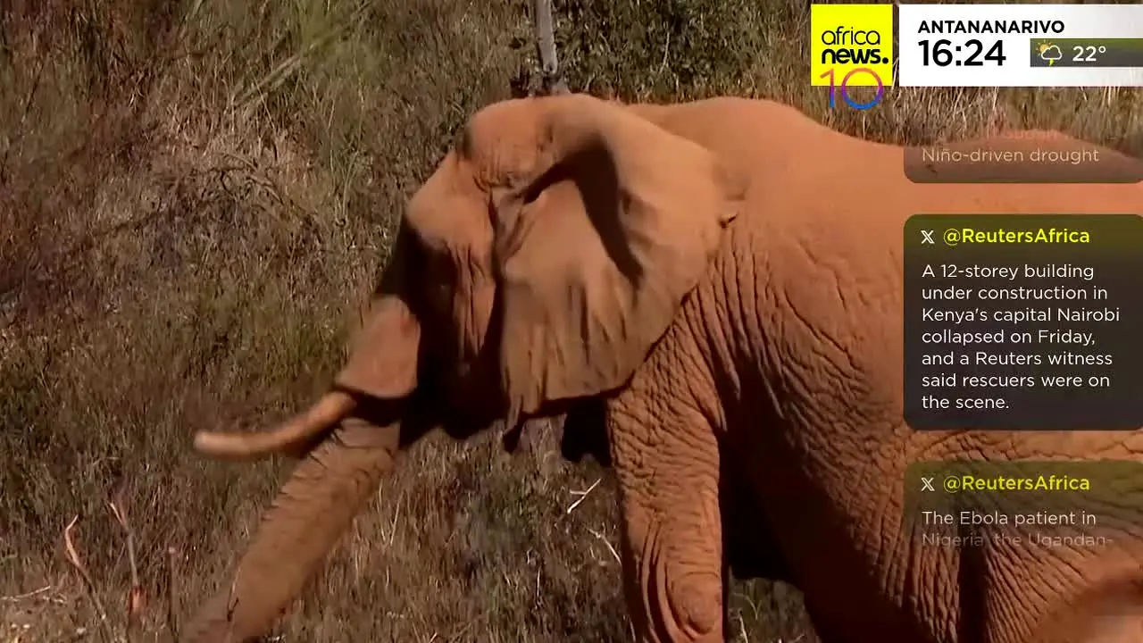 Africanews live