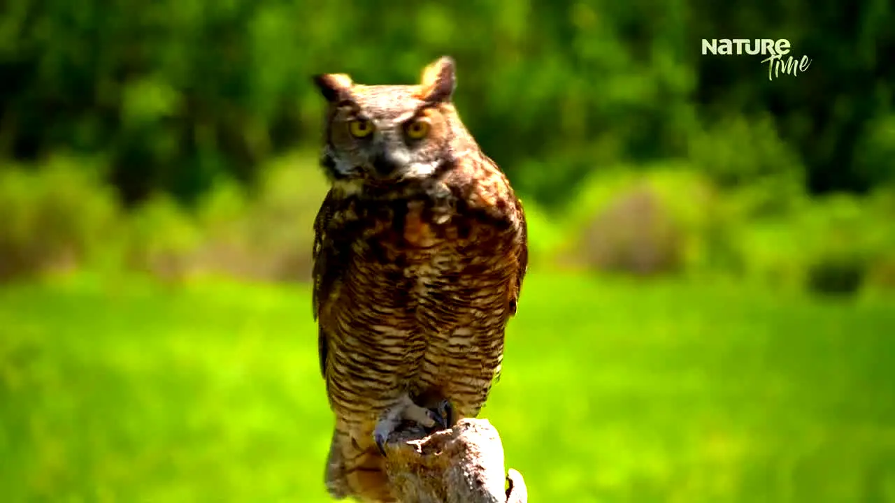 Nature Time en direct