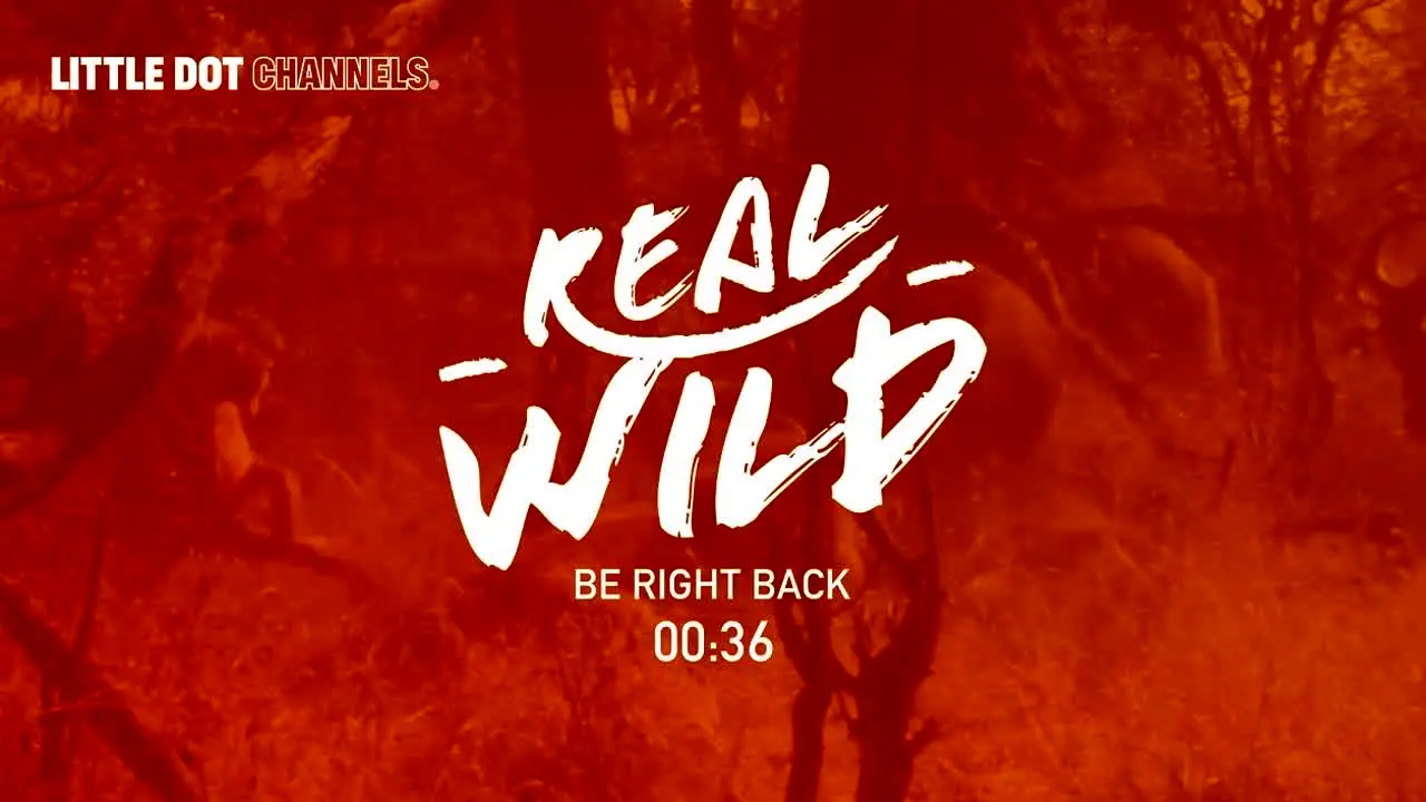 Real Wild ao vivo