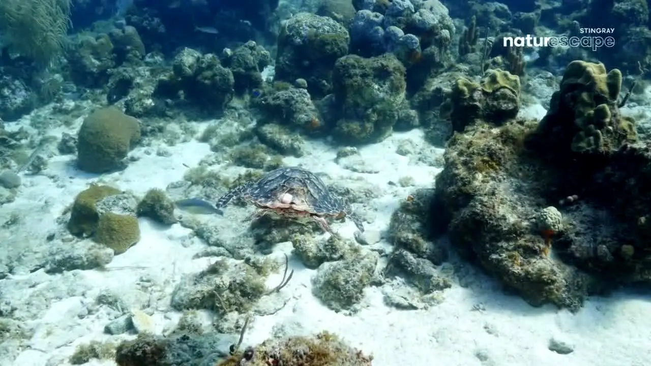 Stingray Naturescape live