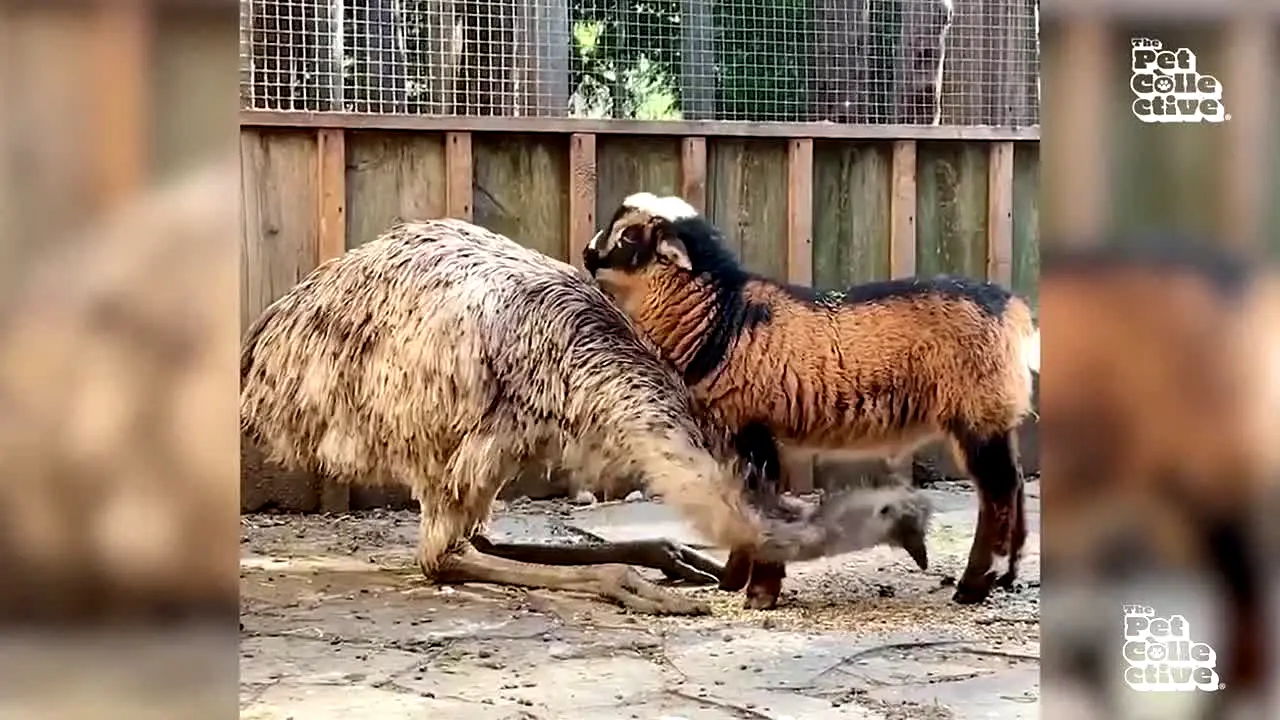 The Pet Collective in diretta