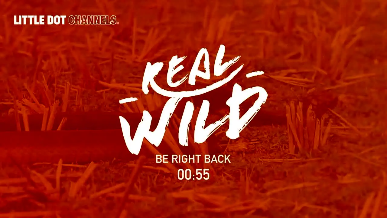 Real Wild na żywo
