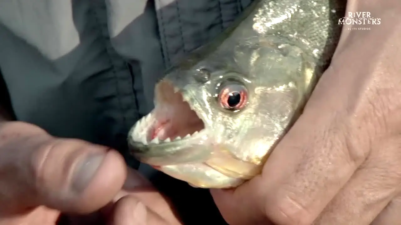 River Monsters live