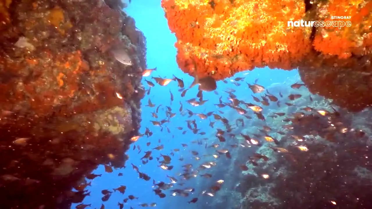 Stingray Naturescape na żywo