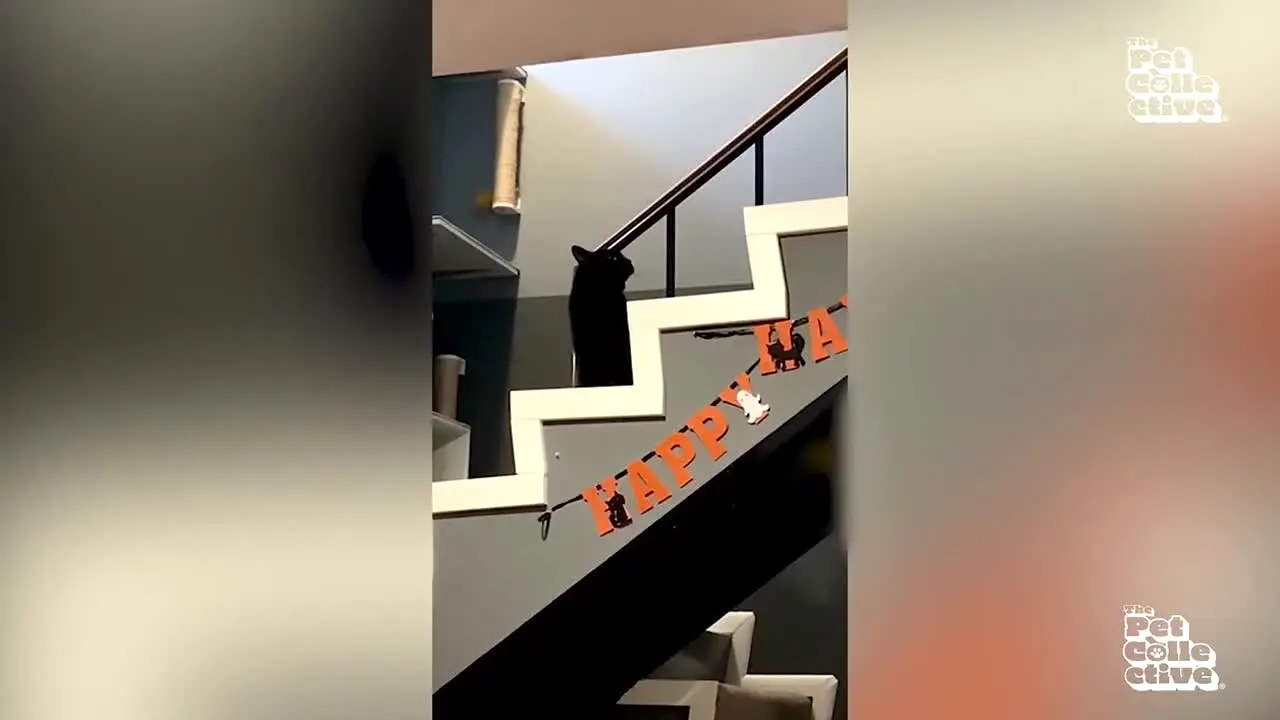 The Pet Collective live
