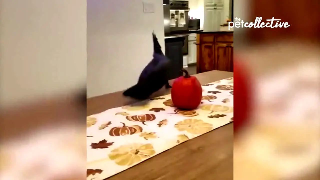 The Pet Collective live