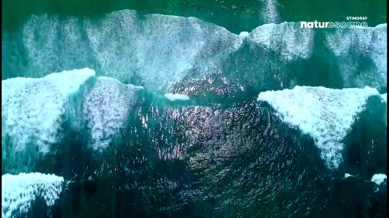 Stingray Naturescape live