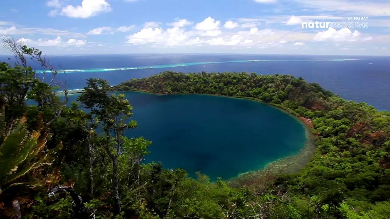 Stingray Naturescape live
