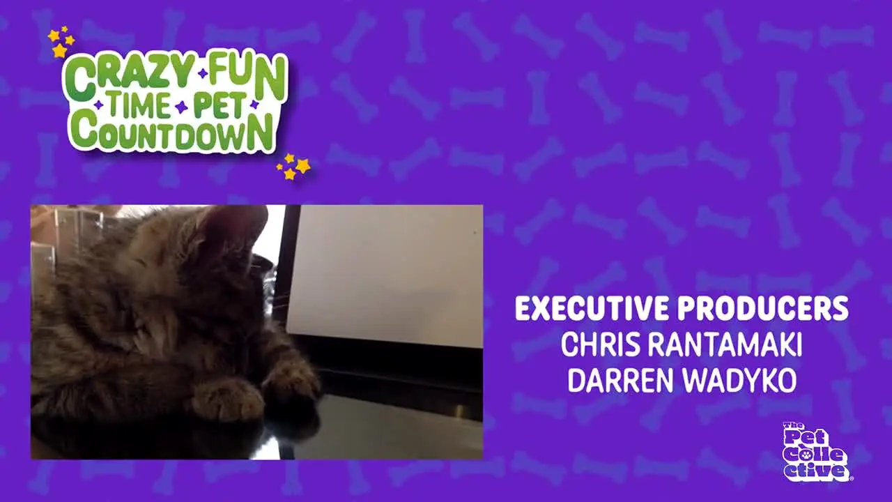 The Pet Collective live
