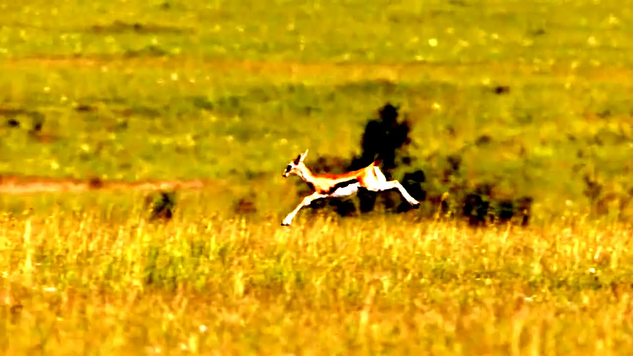 Tierwelt live
