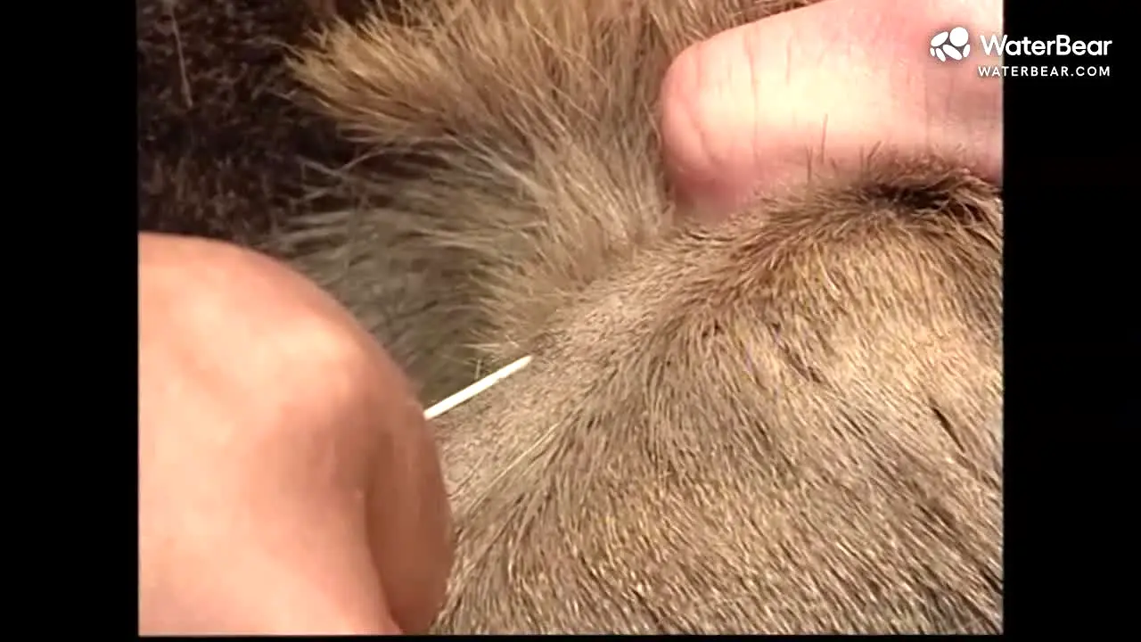 Water Bear in diretta