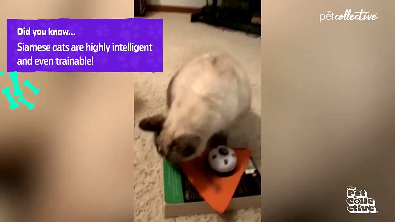 The Pet Collective in diretta