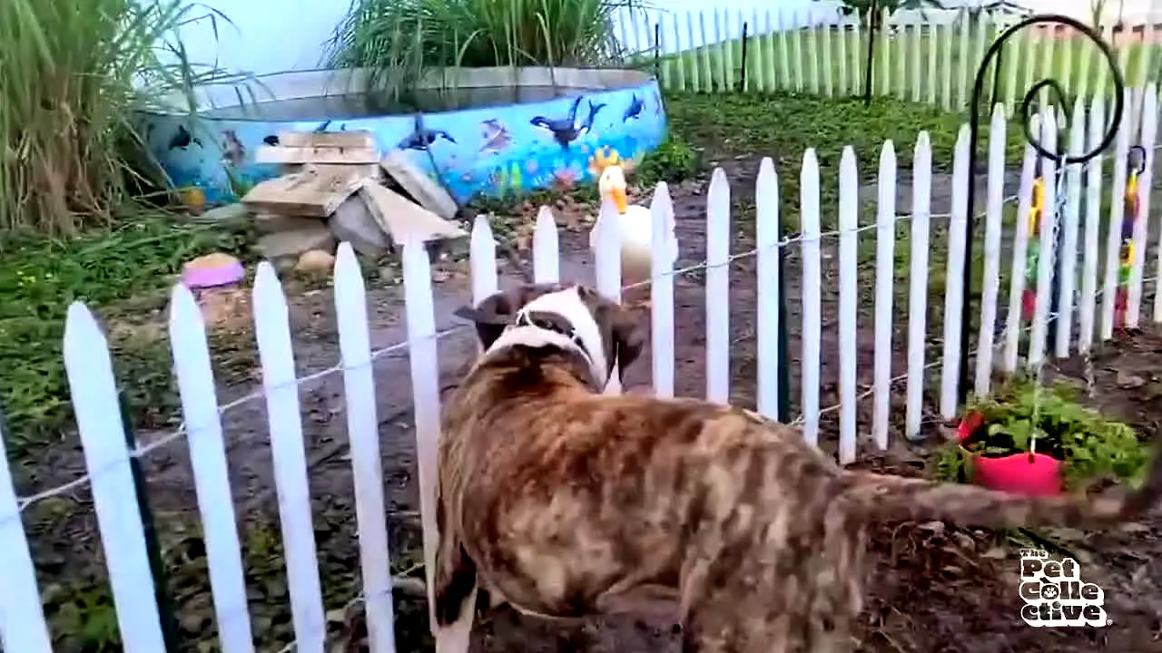 The Pet Collective live