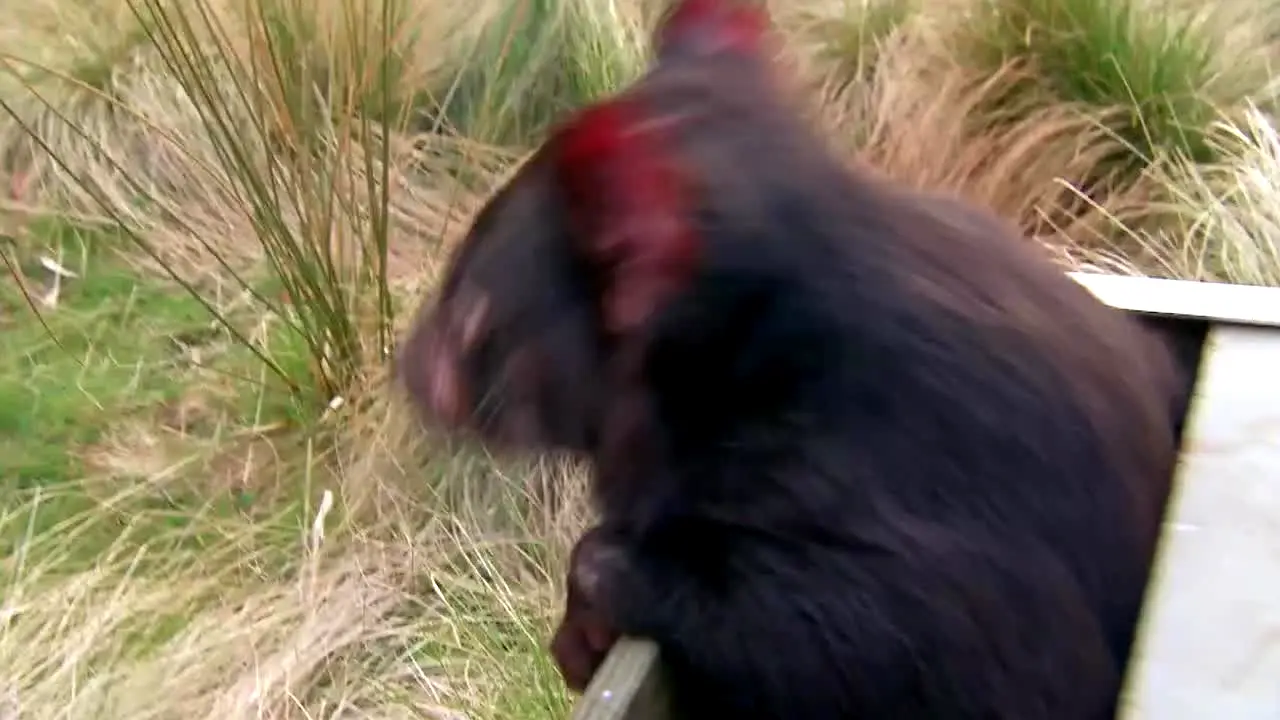 Life Down Under in diretta