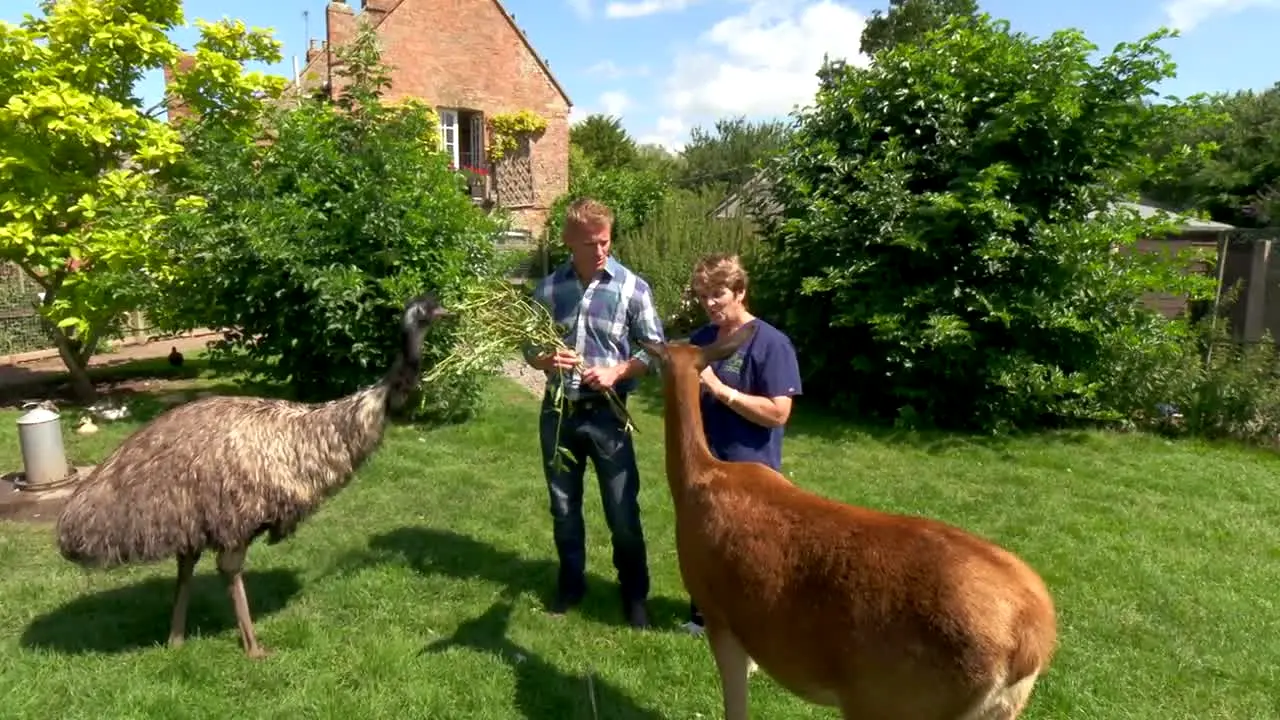 Bondi Vet ao vivo