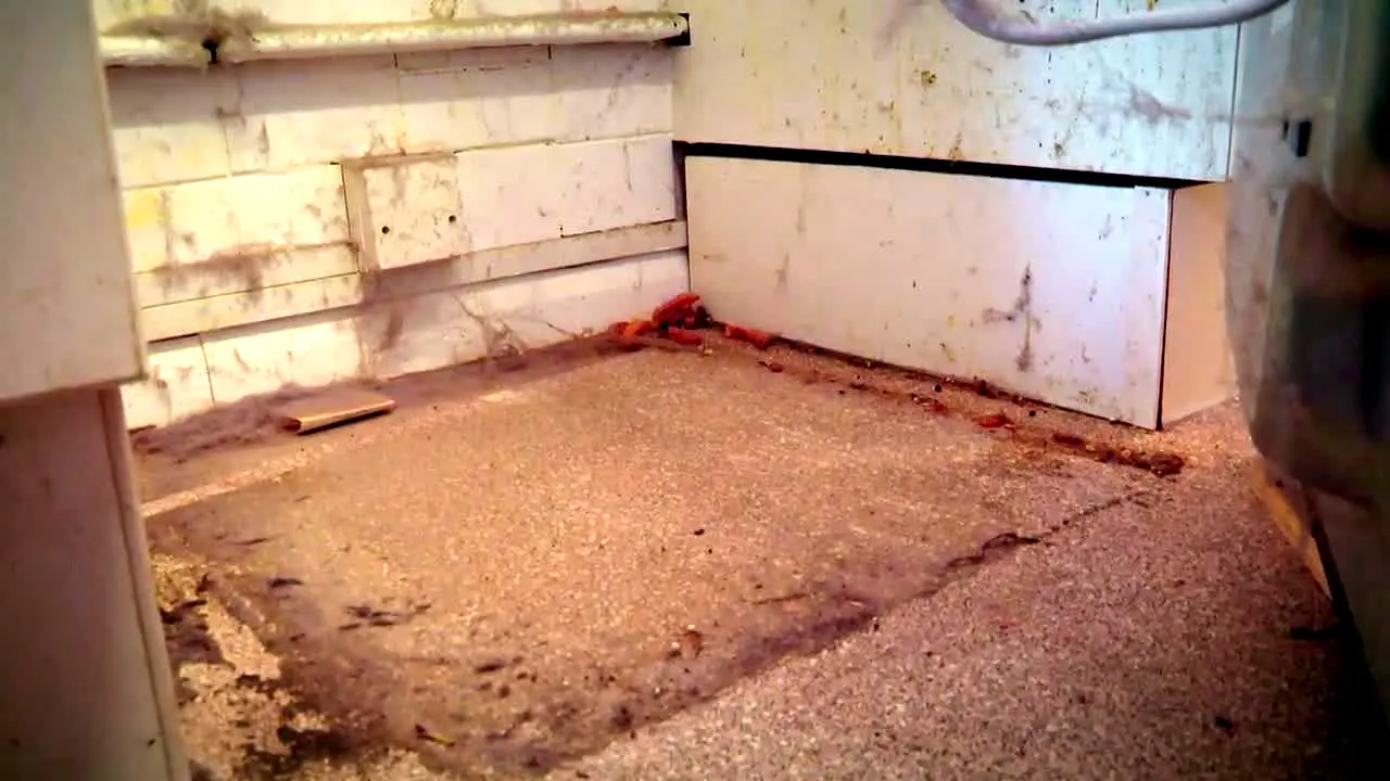 Obsessive Compulsive Cleaners in diretta