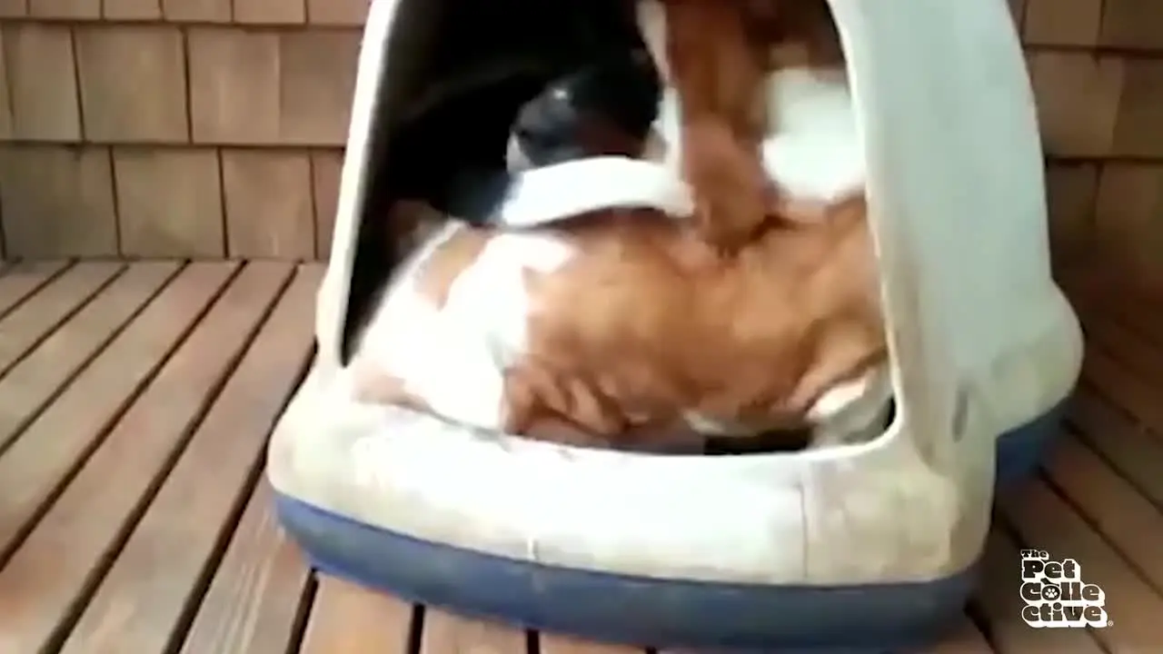 The Pet Collective live