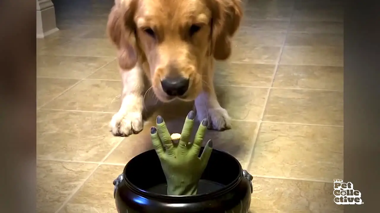 The Pet Collective live