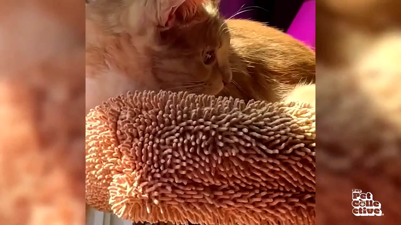 The Pet Collective live