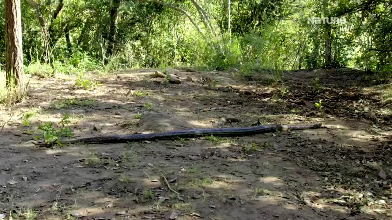 NatureTime na żywo