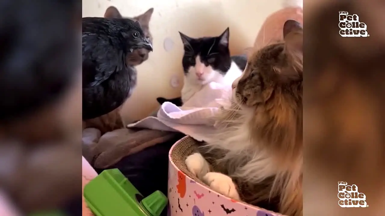 The Pet Collective live