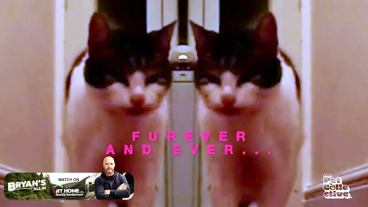 The Pet Collective live