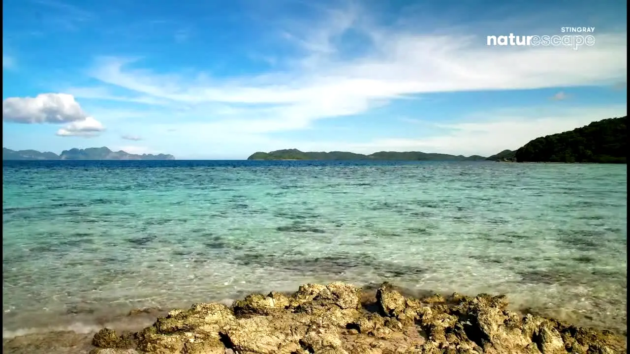Stingray Naturescape live