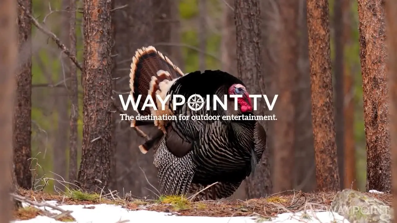 Waypoint TV live