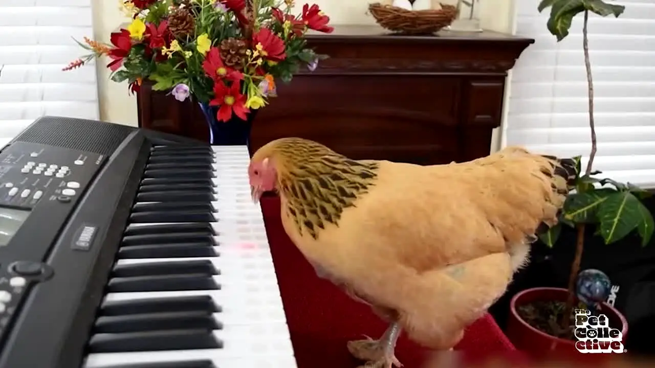 The Pet Collective live