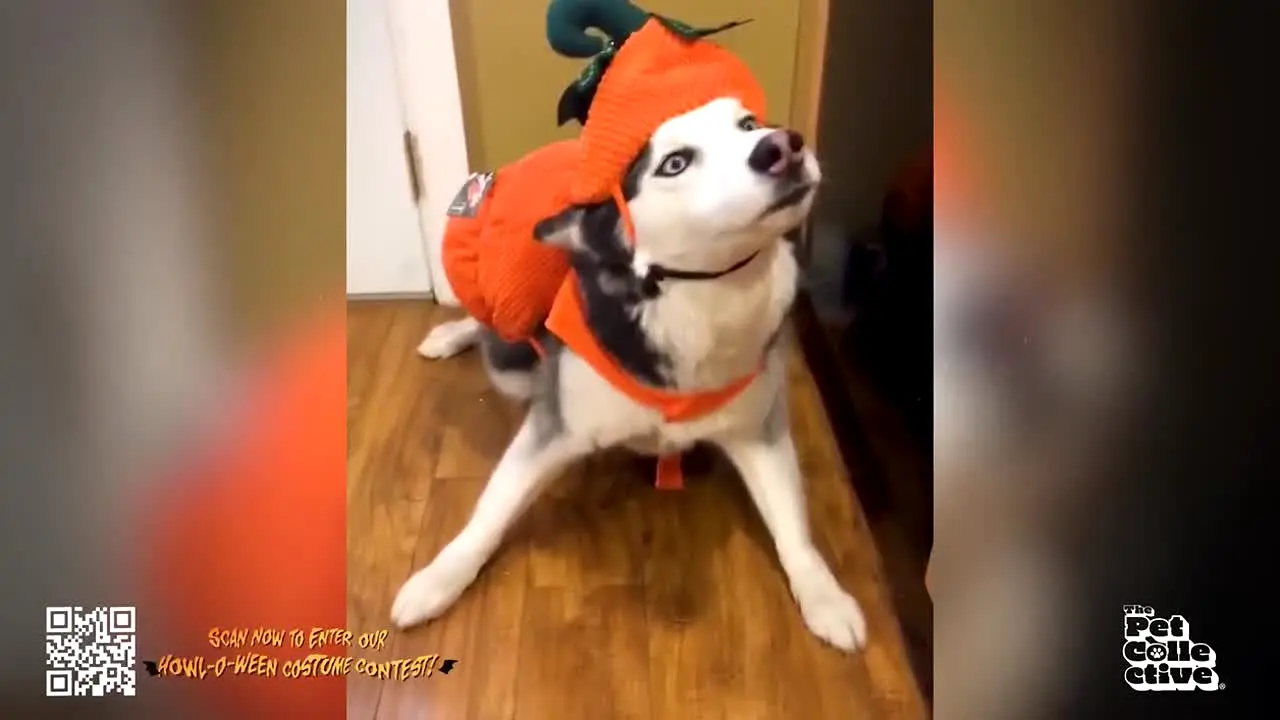 The Pet Collective live