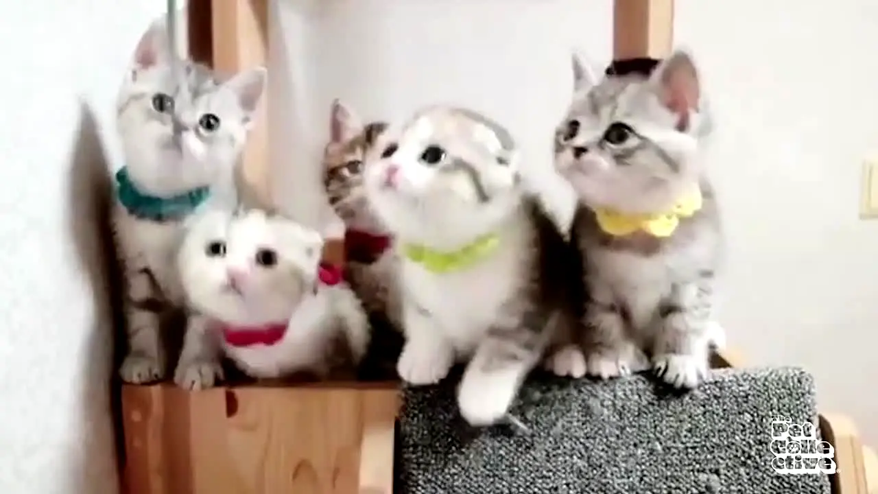 The Pet Collective live