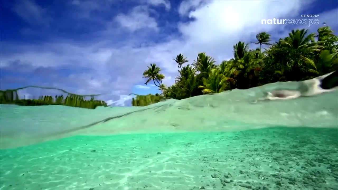 Stingray Naturescape live