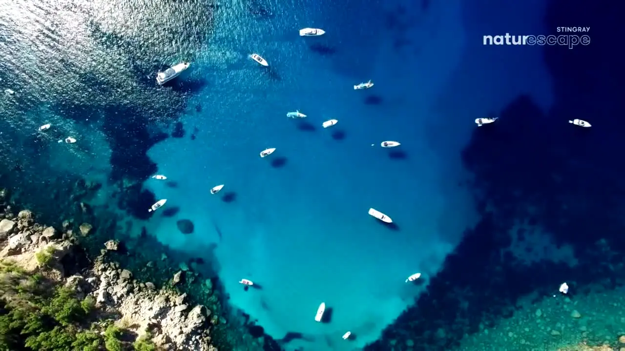 Stingray Naturescape live
