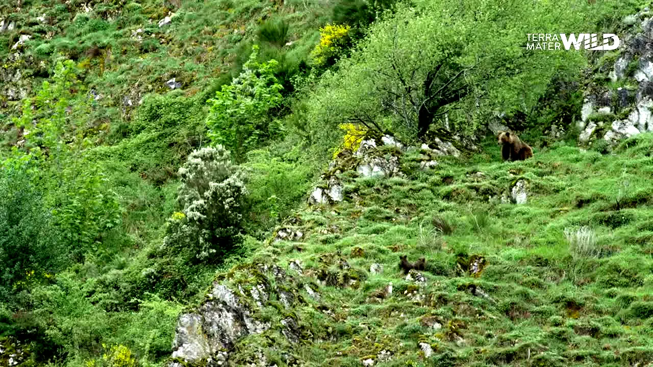 Terra Mater WILD live