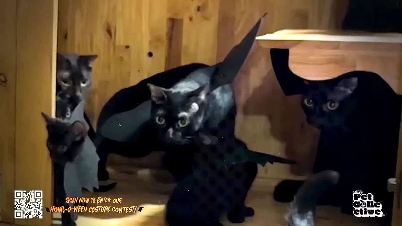 The Pet Collective in diretta