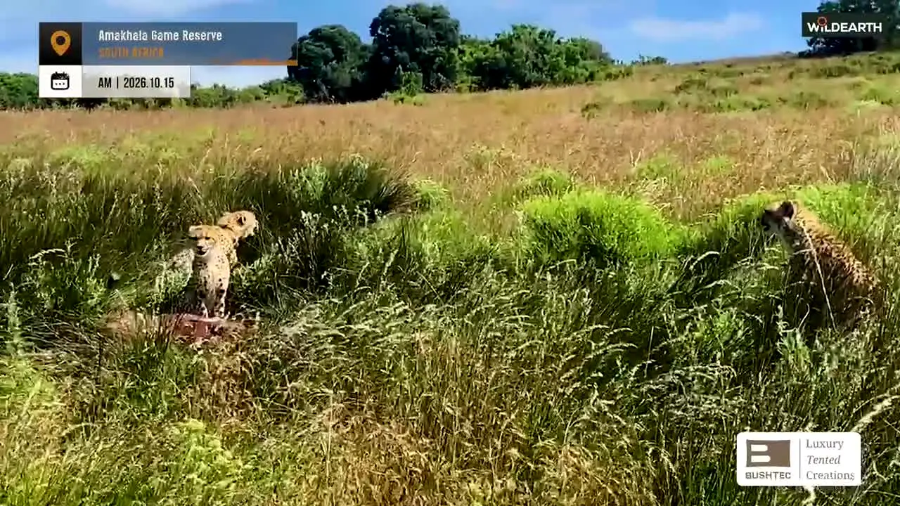 WildEarth — прямой эфир