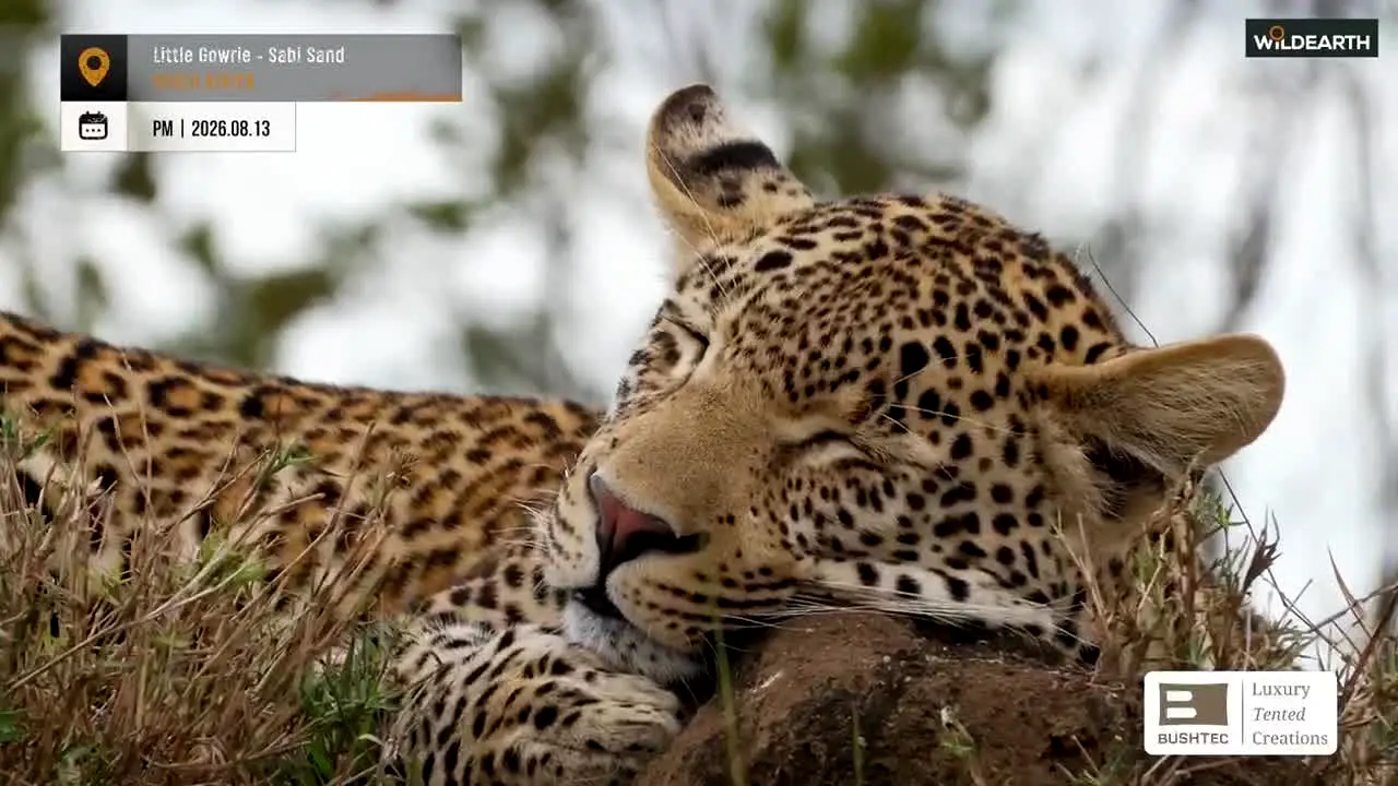 WildEarth live