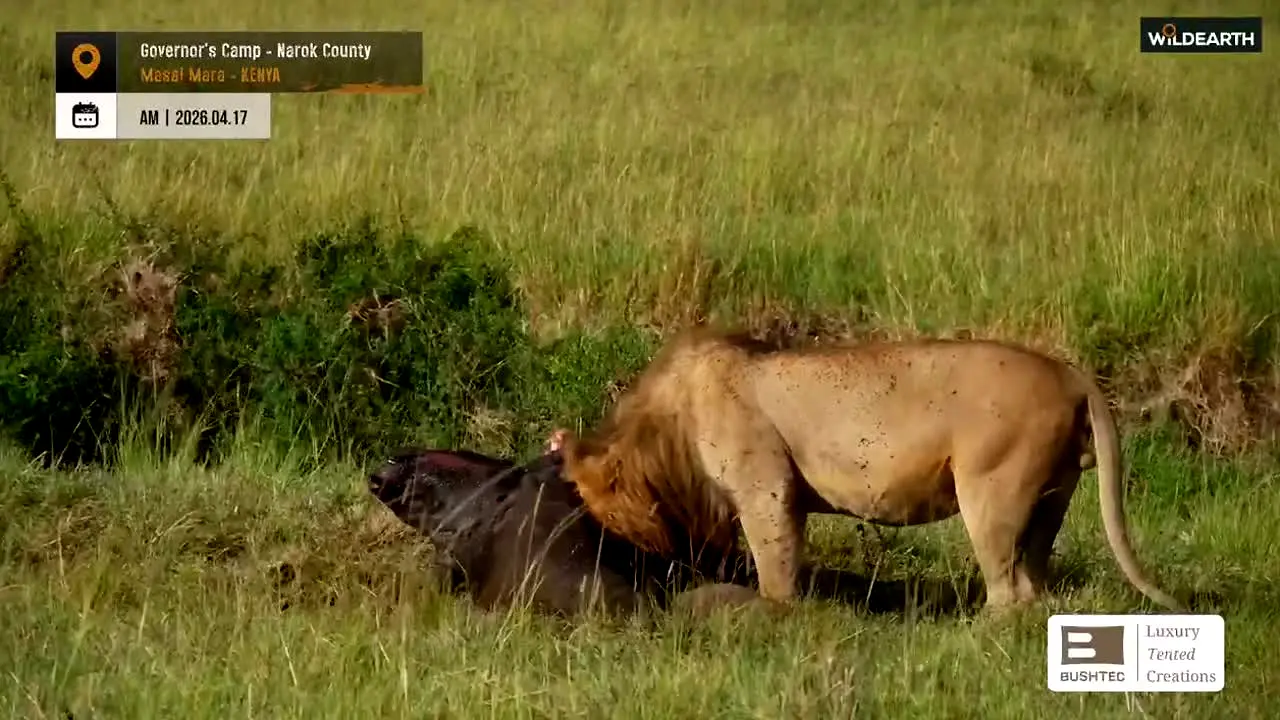 WildEarth en direct