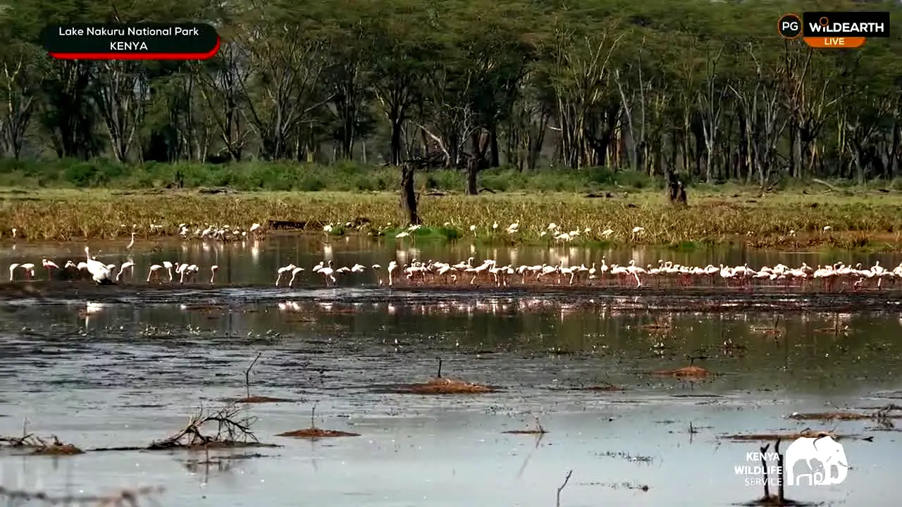 WildEarth in diretta
