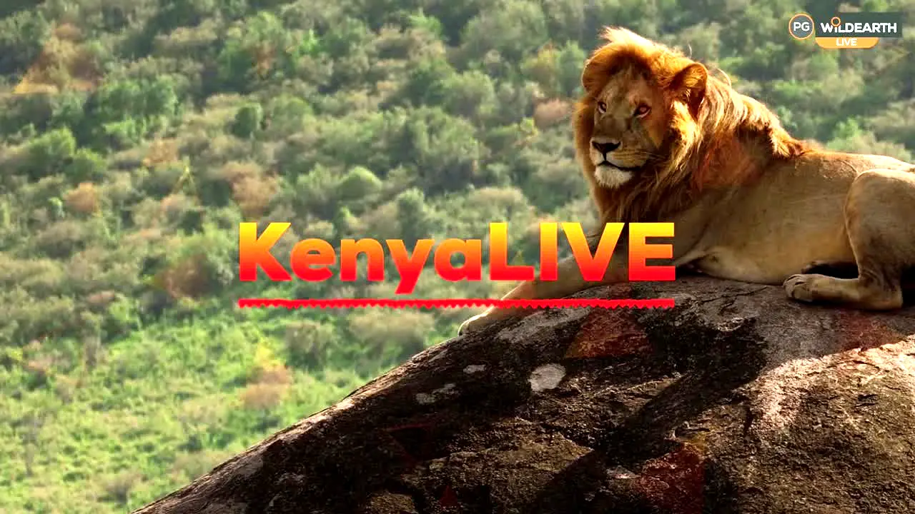 WildEarth live