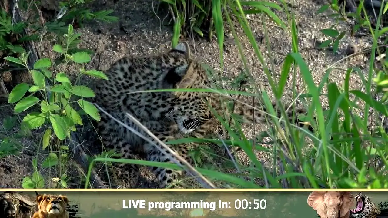 WildEarth live